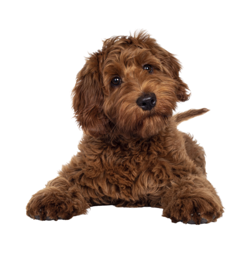 Brauner Labradoodle liegend
