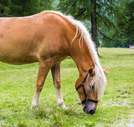 Haflinger